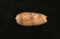 藏品(平瀨榧螺)的圖片